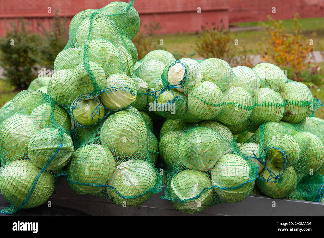 сколько капусты в мешке. мешок под капусту сетка. сколько капусты в мешке. капуста в сетке. сколько кг капусты в 1 м3.
