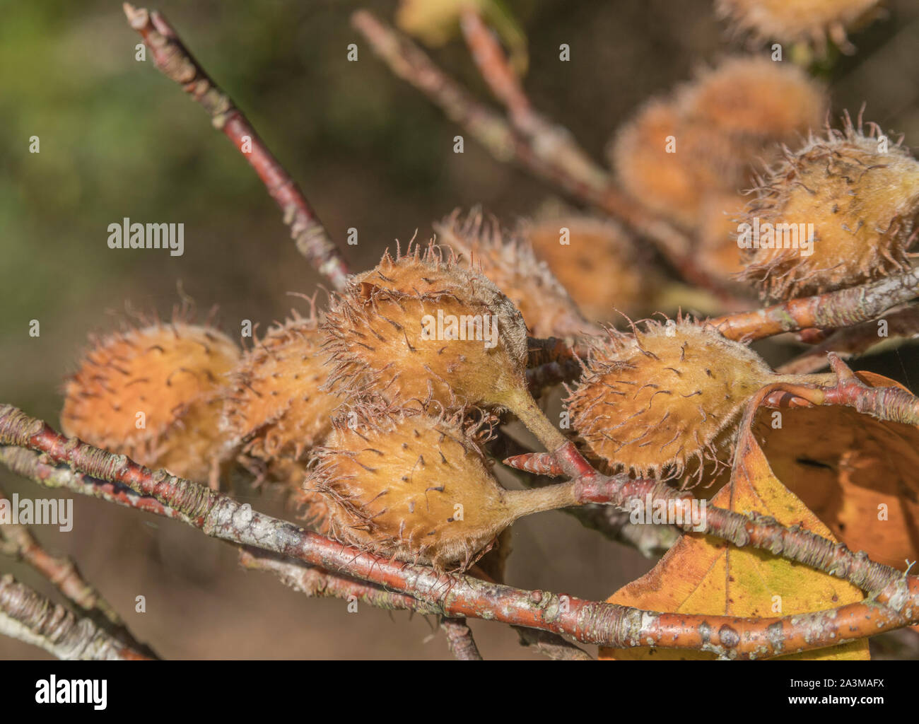 Beech nuts hires stock photography and images Alamy