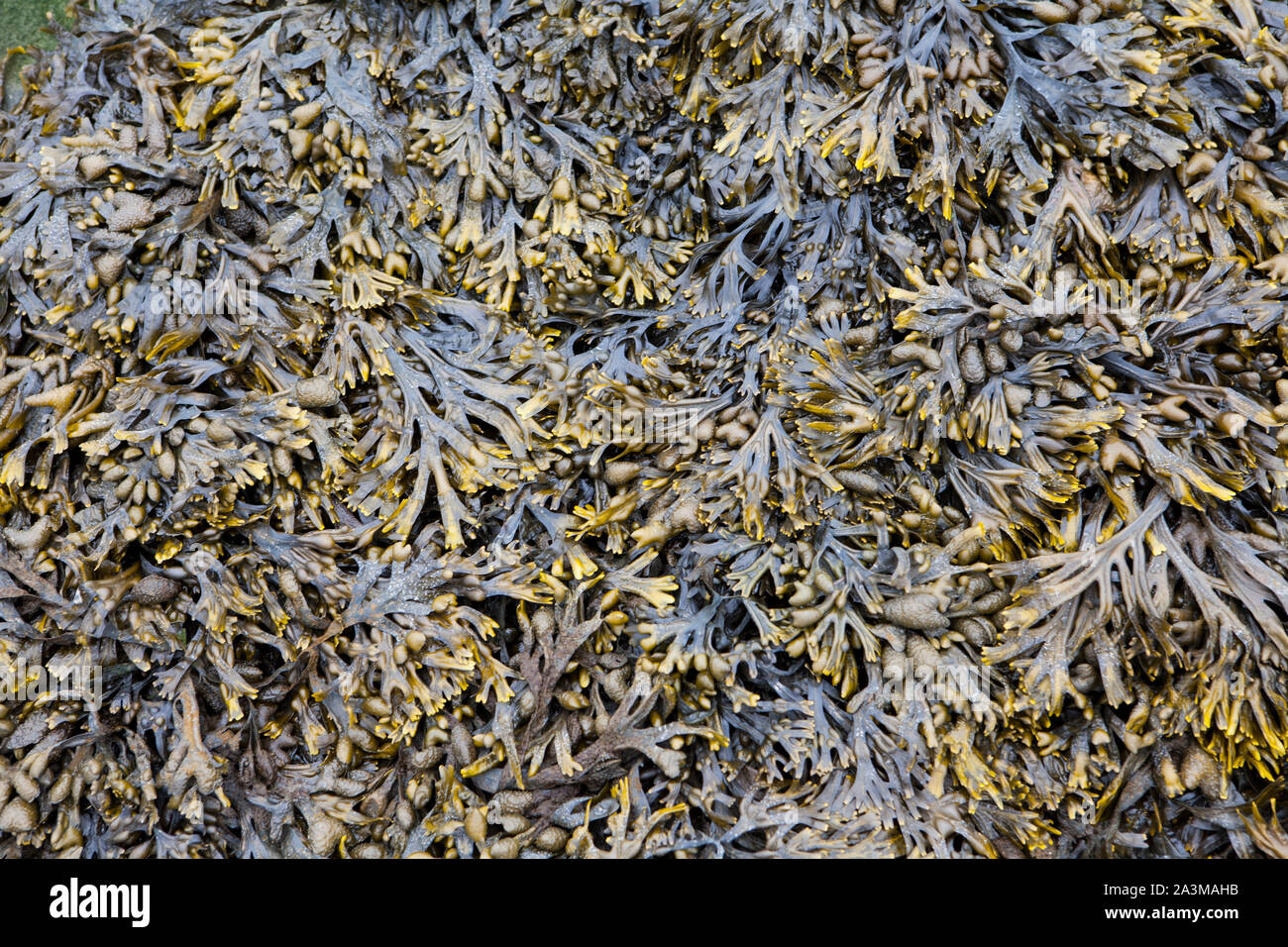 Seaweed-covered, Stock Photo