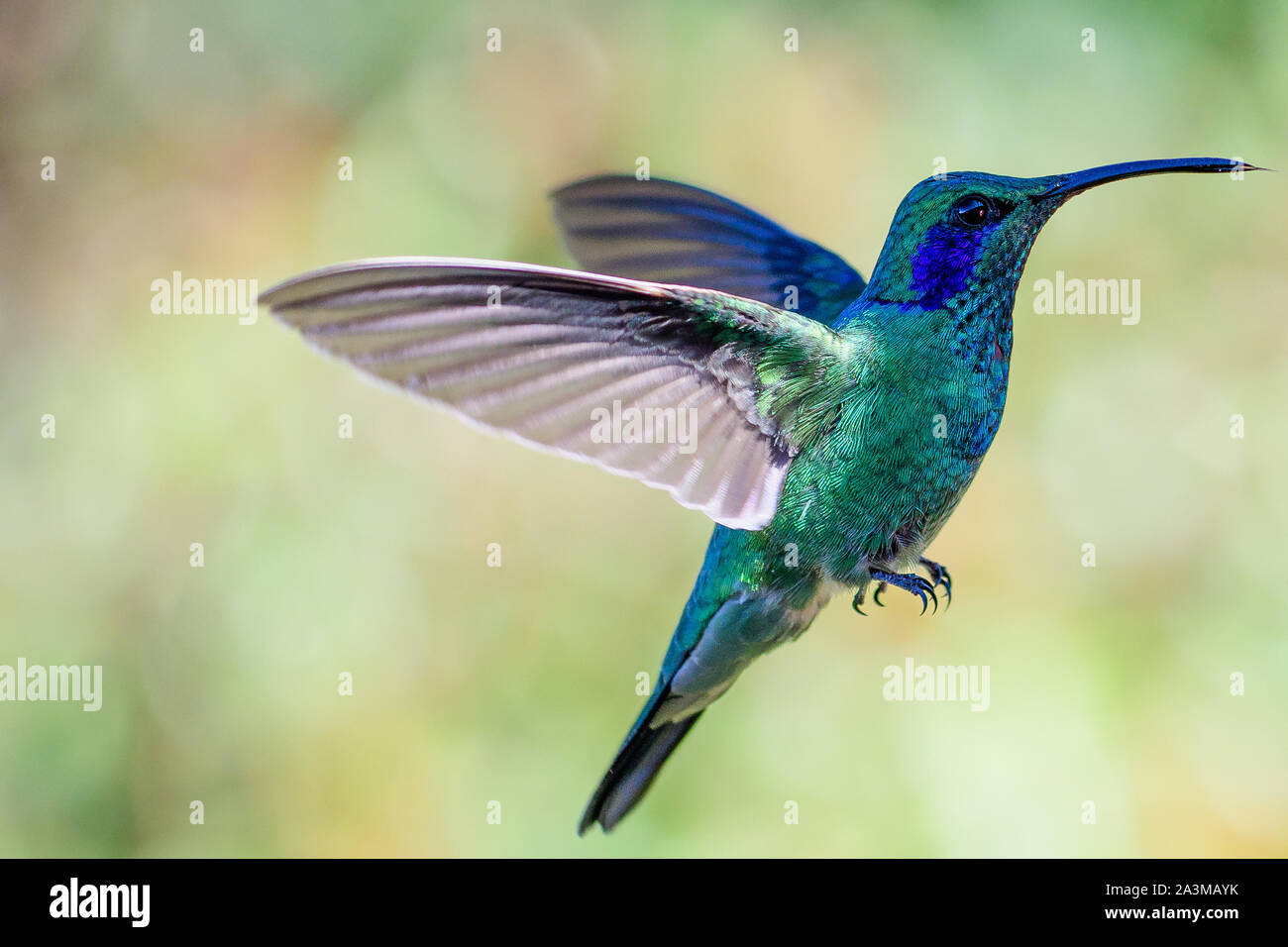 Green Violetear hummingbird in flight Stock Photo