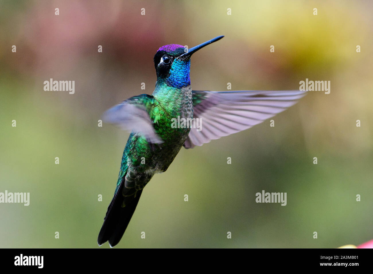 Magnificent hummingbird in flight Stock Photo