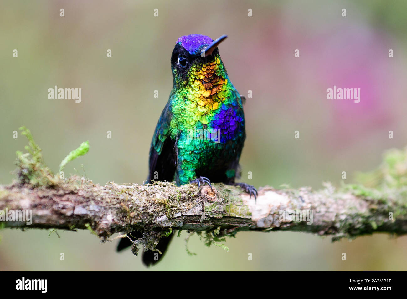 Fiery throated hummingbird resting on a branch Stock Photo