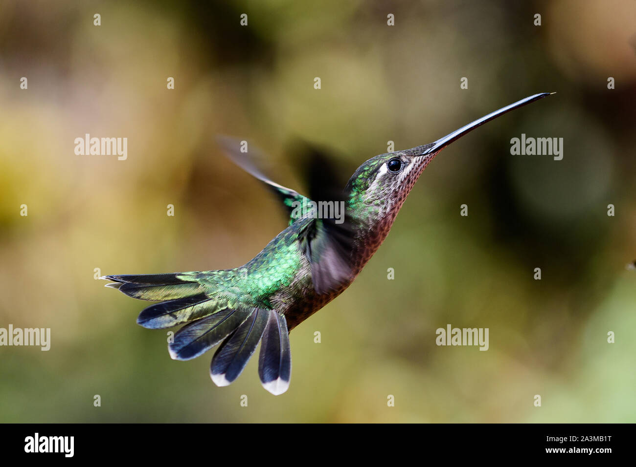 rufous tailed hummingbird in flight Stock Photo