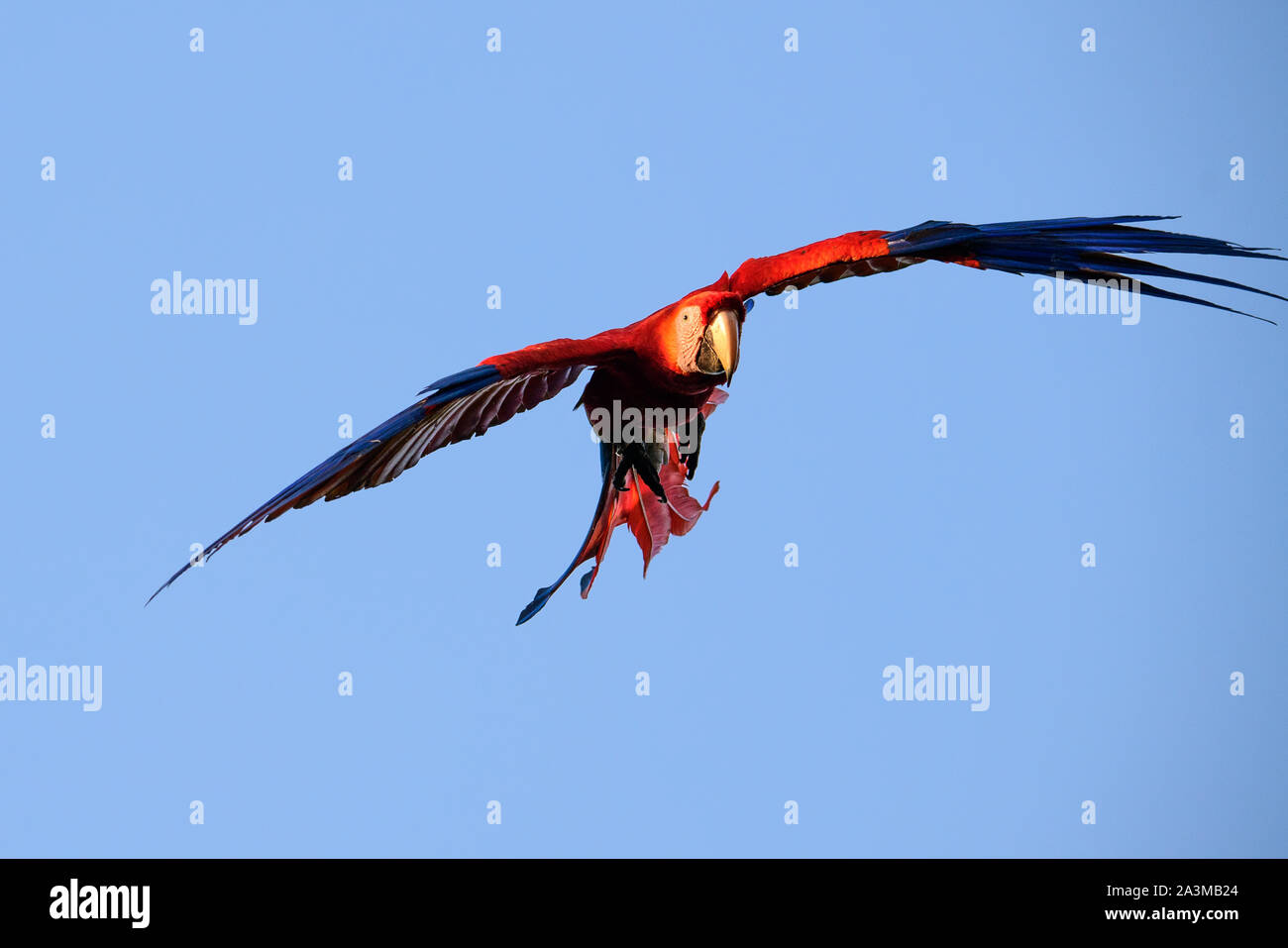 Scarlet macaw in flight Stock Photo