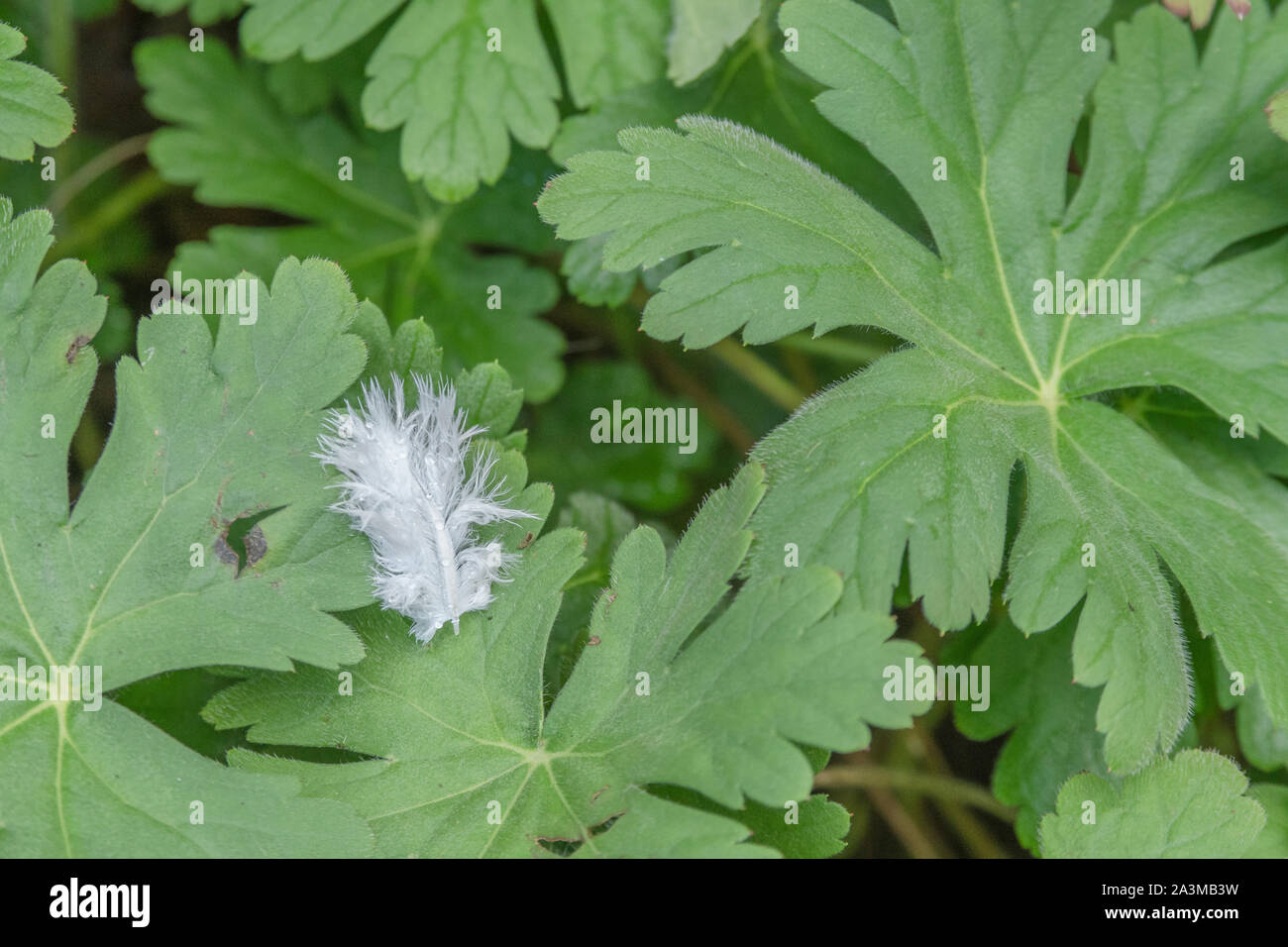 Small white feather fallen on garden leaf. Metaphor light as a feather, isolated, isolation, all alone, delicate, bird life. Single feather. Stock Photo