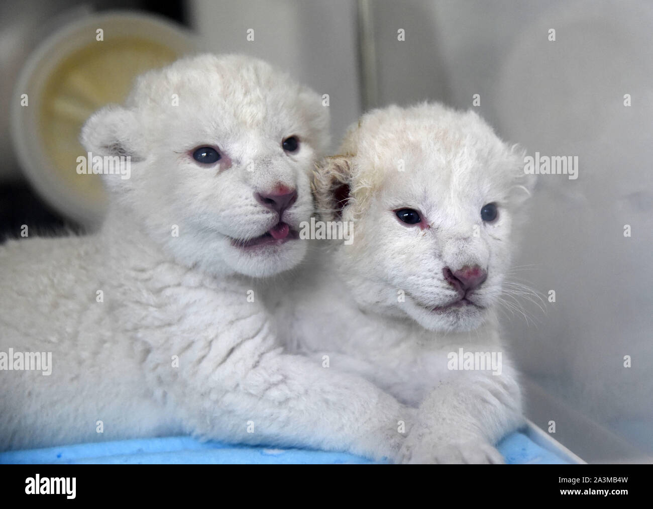 Jinan, China's Shandong Province. 9th Oct, 2019. A pair of newborn white lion twin cubs are pictured at Wild World Jinan, a wildlife park in Jinan, capital of east China's Shandong Province, Oct. 9, 2019. A white lion mother gave birth to a pair of twin cubs on Oct. 2 at Wild World Jinan. The two newborn cubs, a male and a female, are in good health condition and will meet public visitors following an observation period. The white lion is a rare wildlife species mostly found in southern Africa. Credit: Wang Kai/Xinhua/Alamy Live News Stock Photo