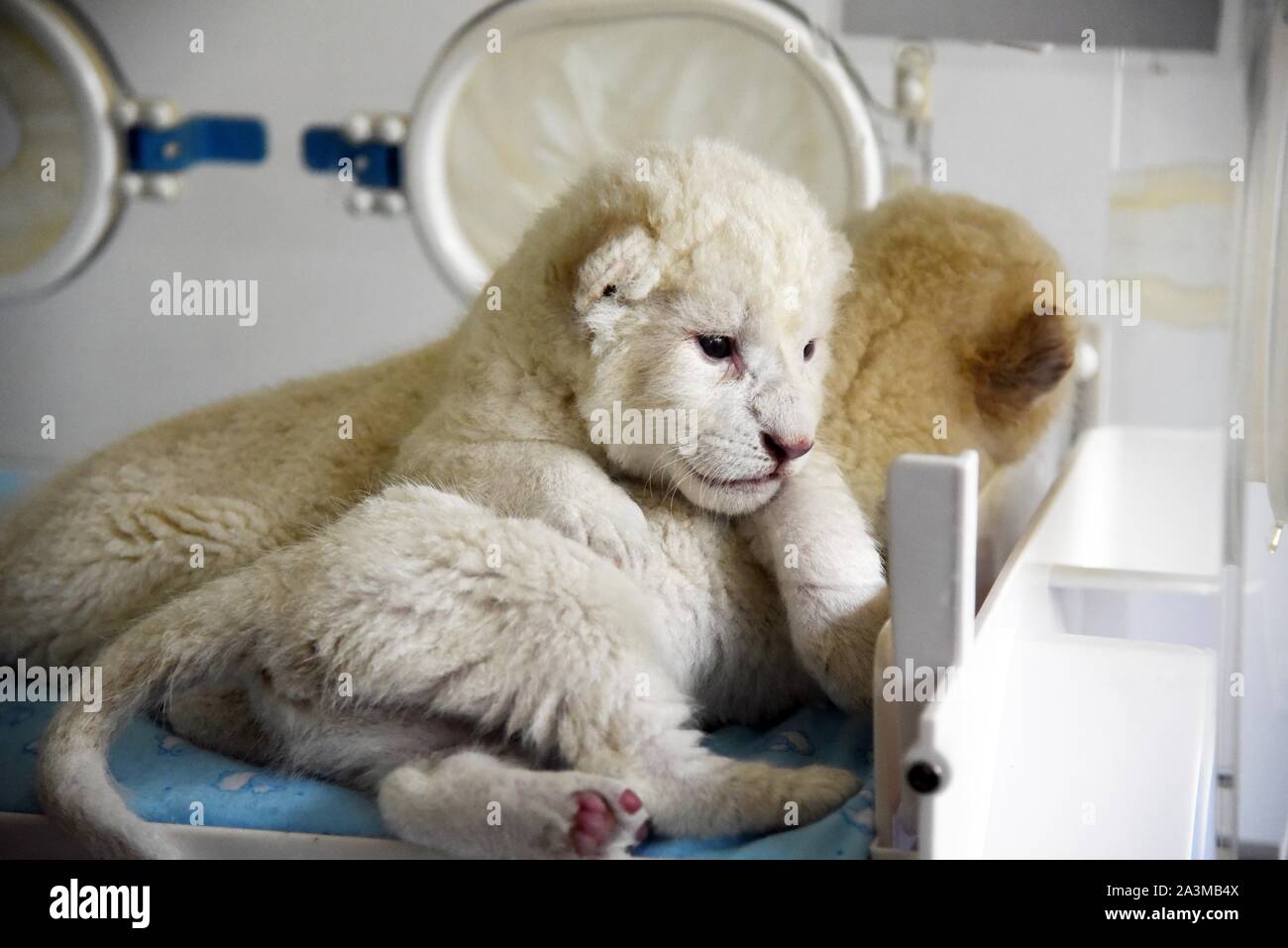 Jinan, China's Shandong Province. 9th Oct, 2019. A pair of newborn white lion twin cubs are pictured at Wild World Jinan, a wildlife park in Jinan, capital of east China's Shandong Province, Oct. 9, 2019. A white lion mother gave birth to a pair of twin cubs on Oct. 2 at Wild World Jinan. The two newborn cubs, a male and a female, are in good health condition and will meet public visitors following an observation period. The white lion is a rare wildlife species mostly found in southern Africa. Credit: Wang Kai/Xinhua/Alamy Live News Stock Photo