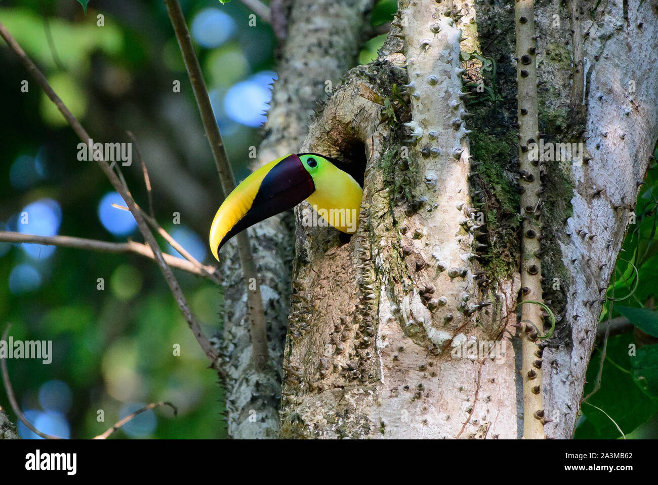 Black mandibled toucan peering out of its nest hole Stock Photo