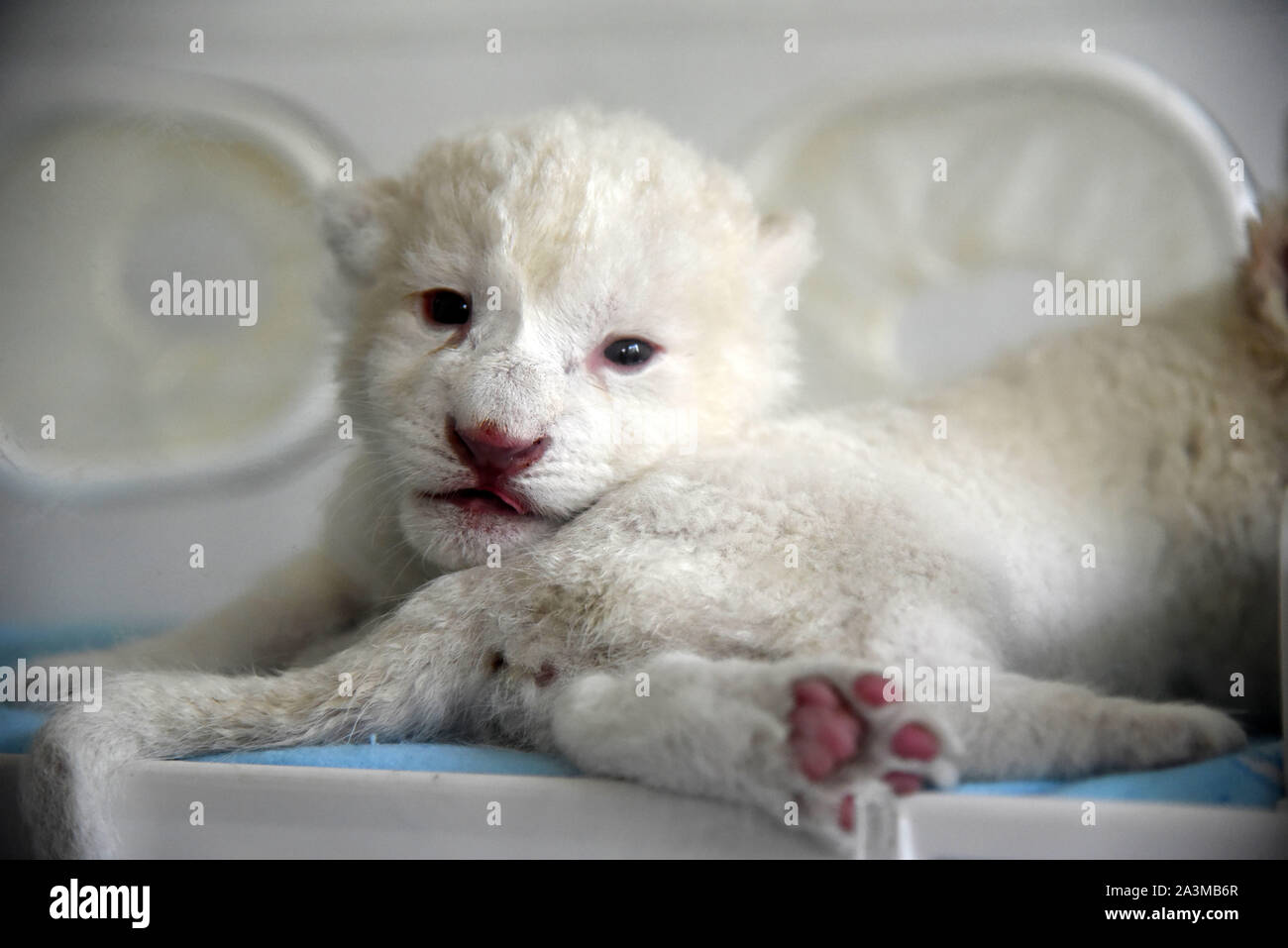 Jinan, China's Shandong Province. 9th Oct, 2019. A pair of newborn white lion twin cubs are pictured at Wild World Jinan, a wildlife park in Jinan, capital of east China's Shandong Province, Oct. 9, 2019. A white lion mother gave birth to a pair of twin cubs on Oct. 2 at Wild World Jinan. The two newborn cubs, a male and a female, are in good health condition and will meet public visitors following an observation period. The white lion is a rare wildlife species mostly found in southern Africa. Credit: Wang Kai/Xinhua/Alamy Live News Stock Photo