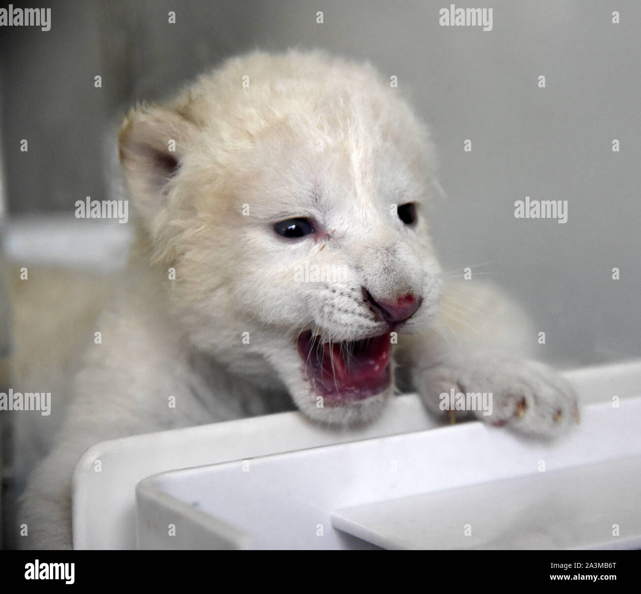 Jinan, China's Shandong Province. 9th Oct, 2019. A newborn white lion cub is pictured at Wild World Jinan, a wildlife park in Jinan, capital of east China's Shandong Province, Oct. 9, 2019. A white lion mother gave birth to a pair of twin cubs on Oct. 2 at Wild World Jinan. The two newborn cubs, a male and a female, are in good health condition and will meet public visitors following an observation period. The white lion is a rare wildlife species mostly found in southern Africa. Credit: Wang Kai/Xinhua/Alamy Live News Stock Photo