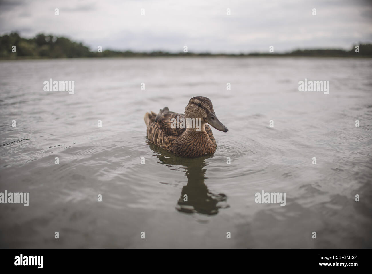 duck on the lake Stock Photo