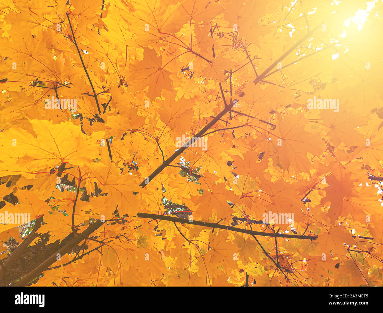 Nature background with orange and yellow maple autumn leaves, a ...