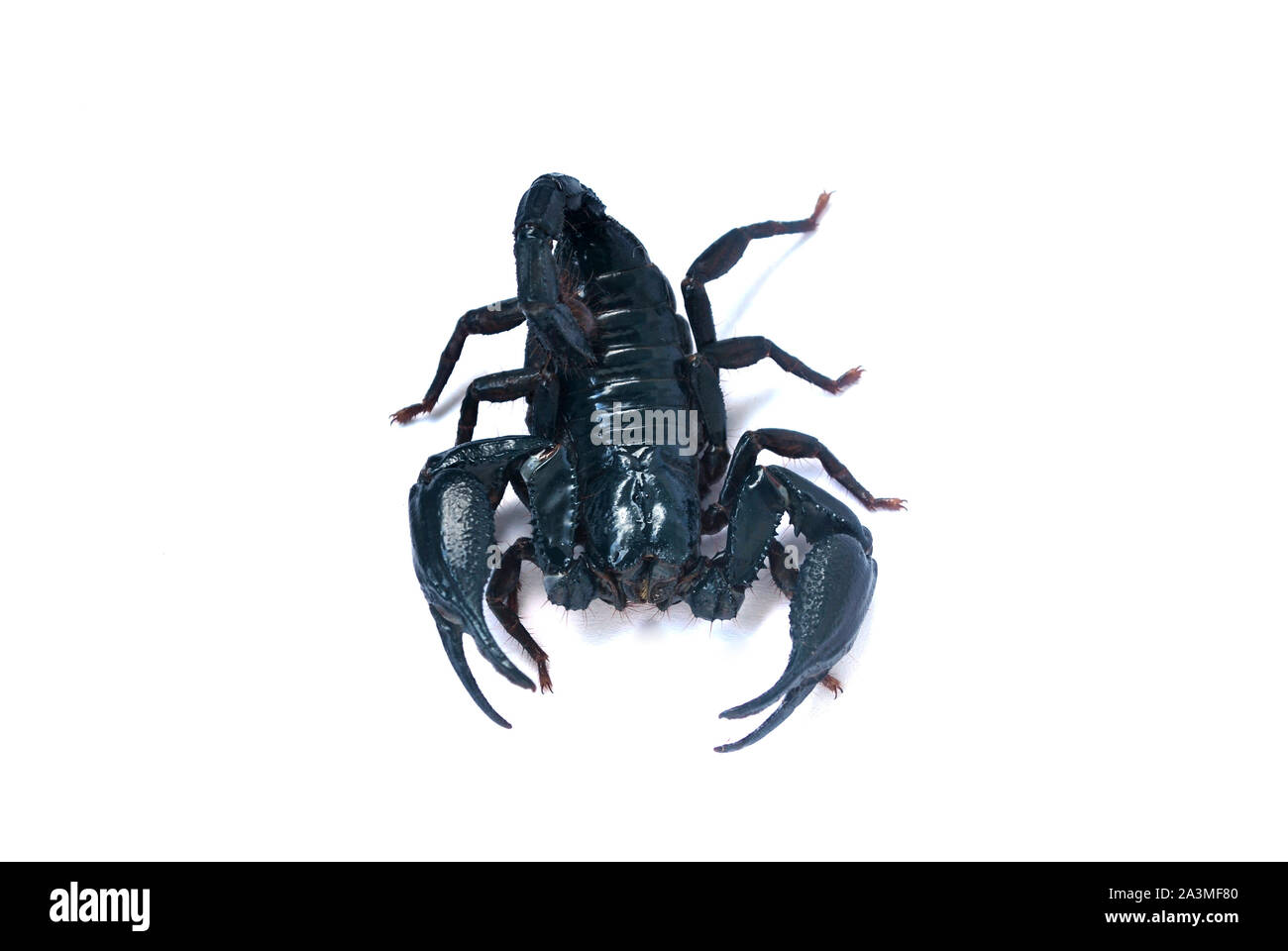 A Large Black Scorpion On A White Background Stock Photo Alamy A Large Black Scorpion On A White Background Stock Photo Alamy