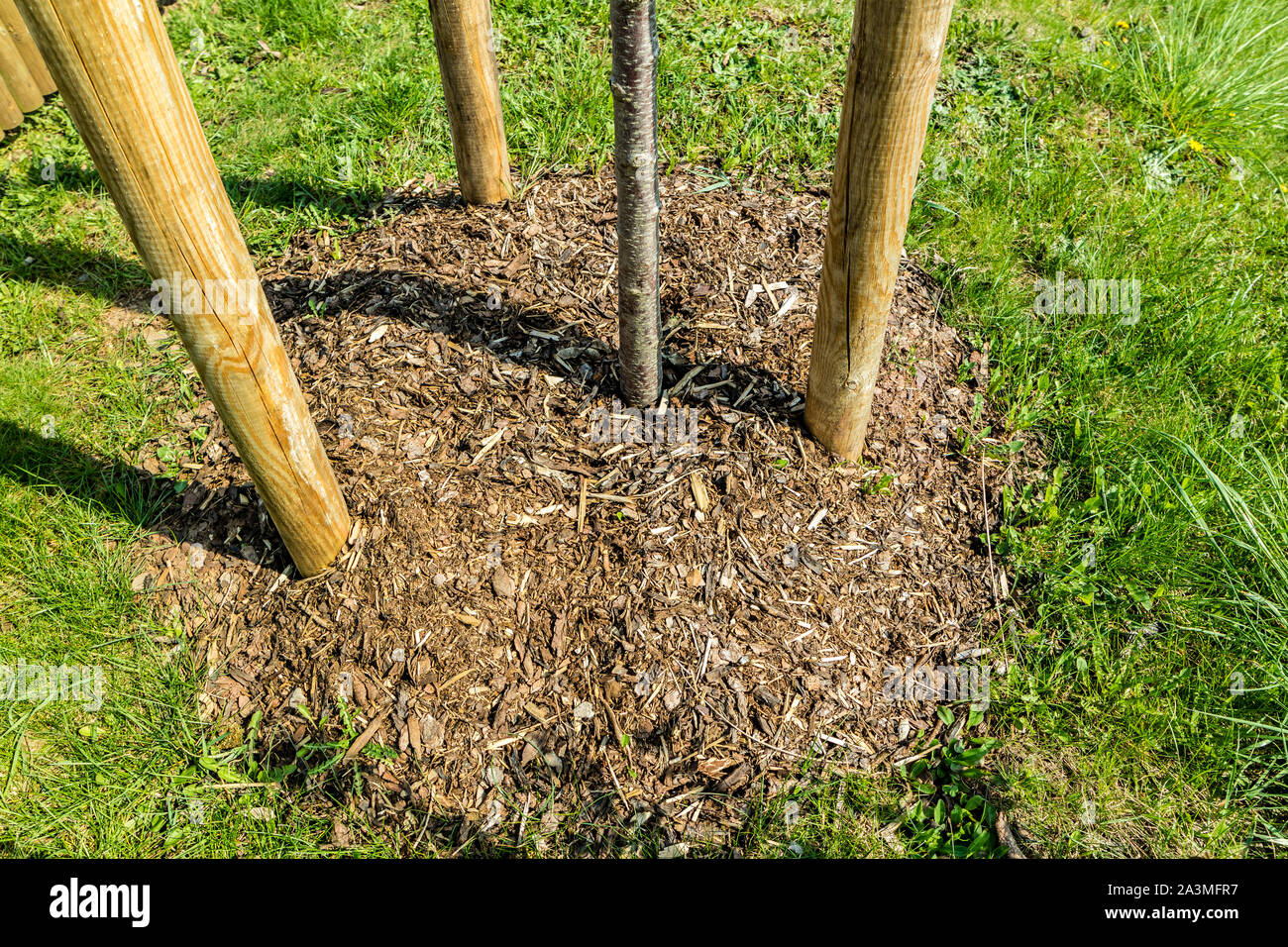 Young tree with bark mulch Stock Photo Alamy