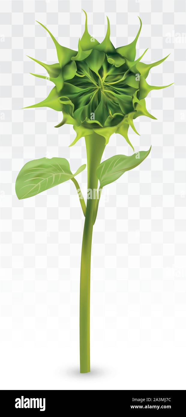 3D realistic Green Bud Sunflower on transperent background. Summer bud Sunflower. Nature. Vector illustration Stock Vector