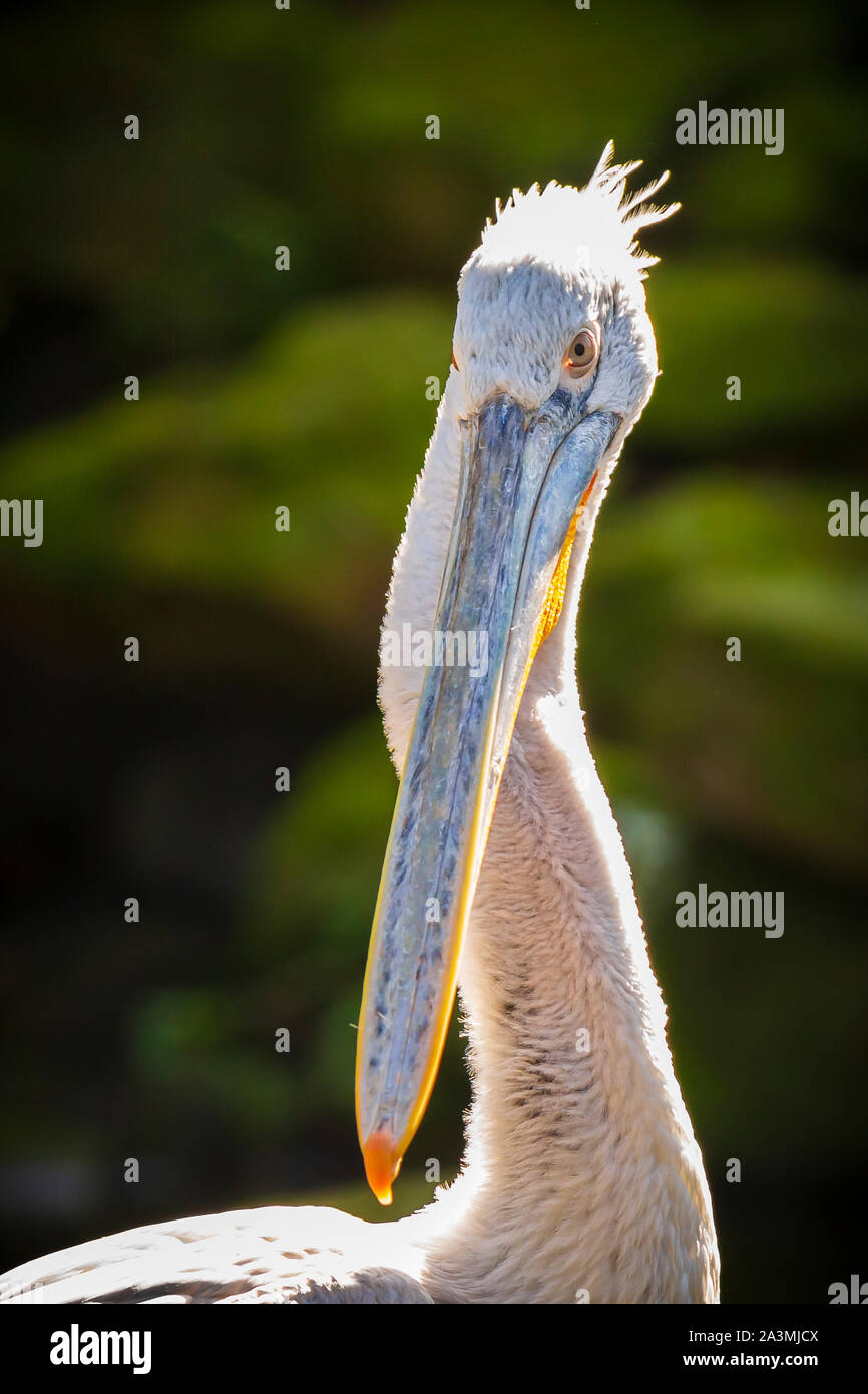 Closeup of a Dalmatian pelican Pelecanus crispus Stock Photo