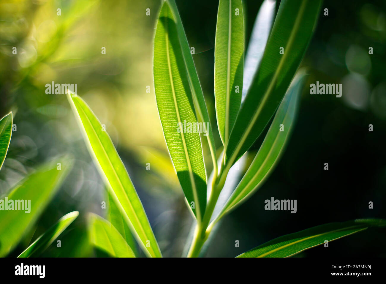 Sunlight shining through Nerium Oleander leaves. Stock Photo
