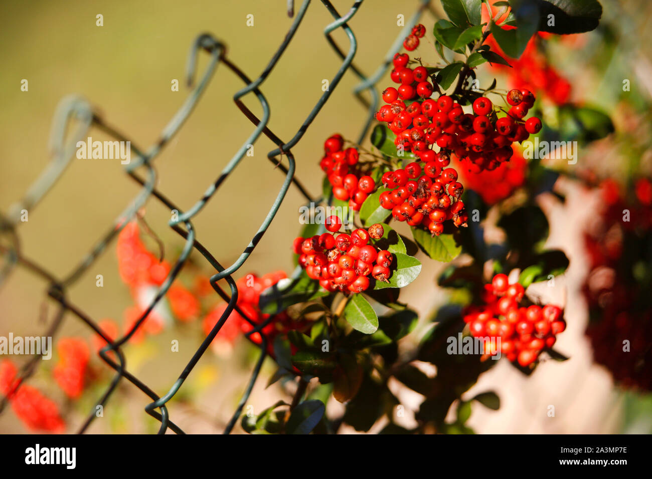 Red berries on a Pyracantha or Firethorn bush growing on a chain link fence. Stock Photo