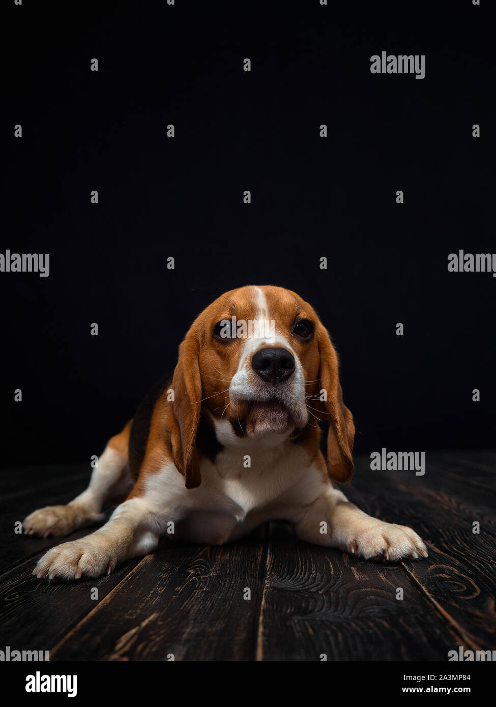 Beagle dog portrait shot in photo studio on black background and wooden floor.The dog made a grimace. Stock Photo