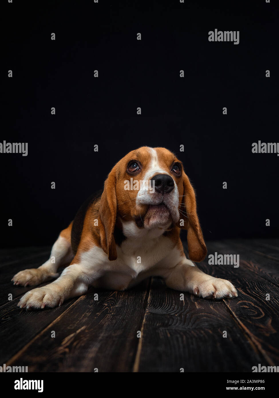 Beagle dog portrait shot in photo studio on black background and wooden floor.The dog made a grimace. Stock Photo