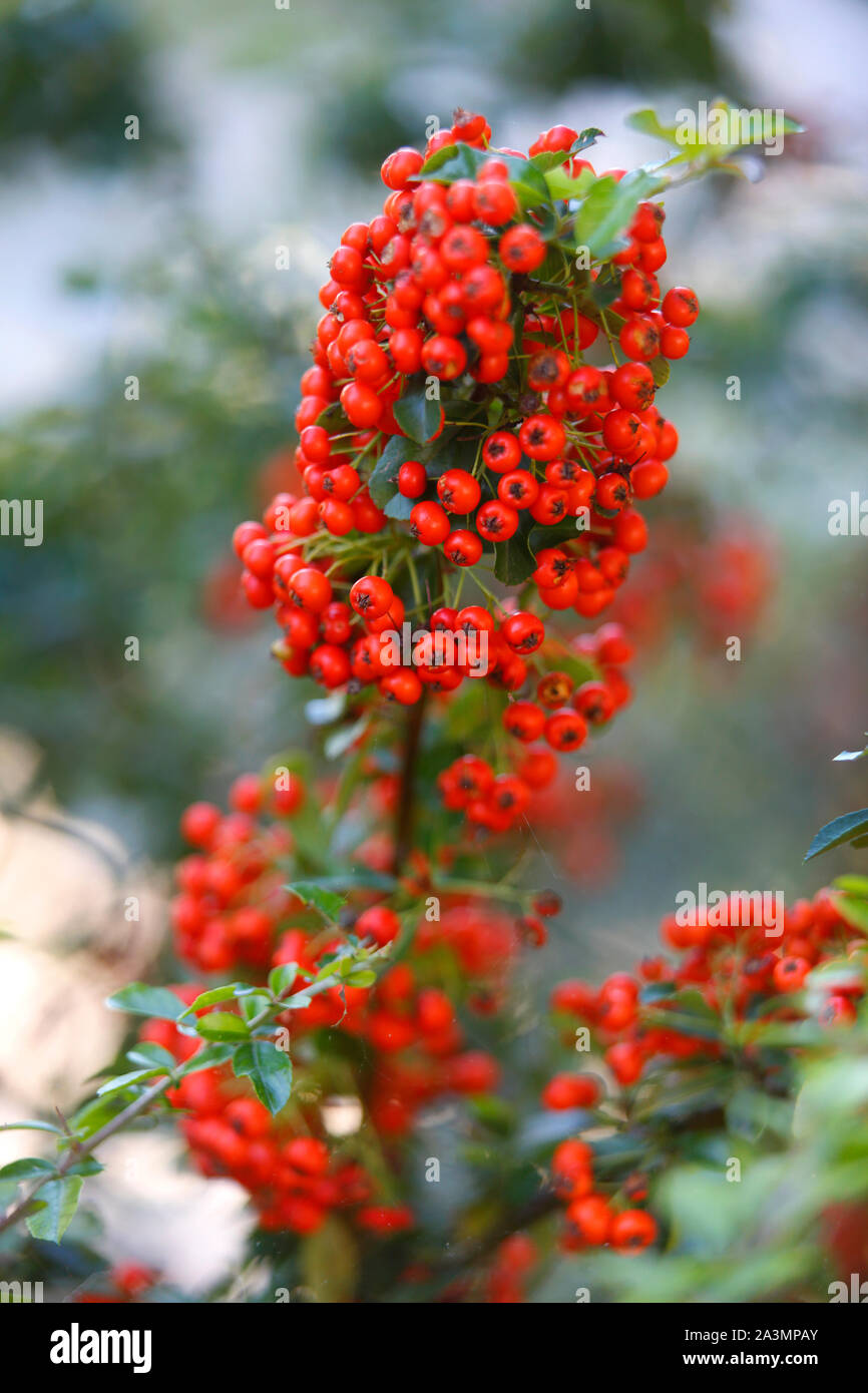 Red berries on a Pyracantha or Firethorn bush. Stock Photo