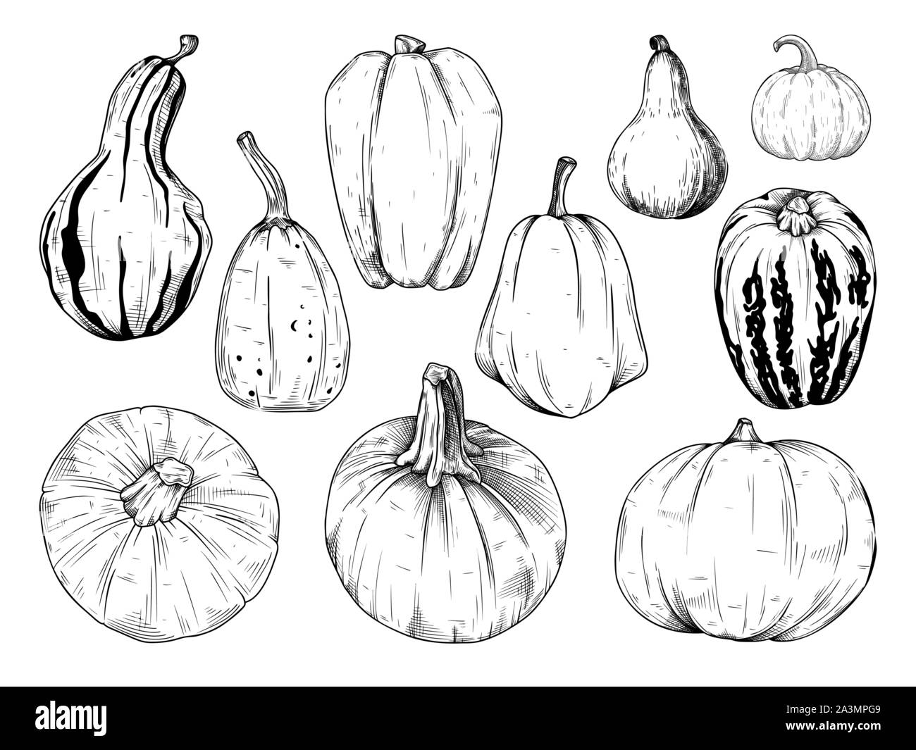 Hand drawn pumpkin set isolated on white background. Vector ...