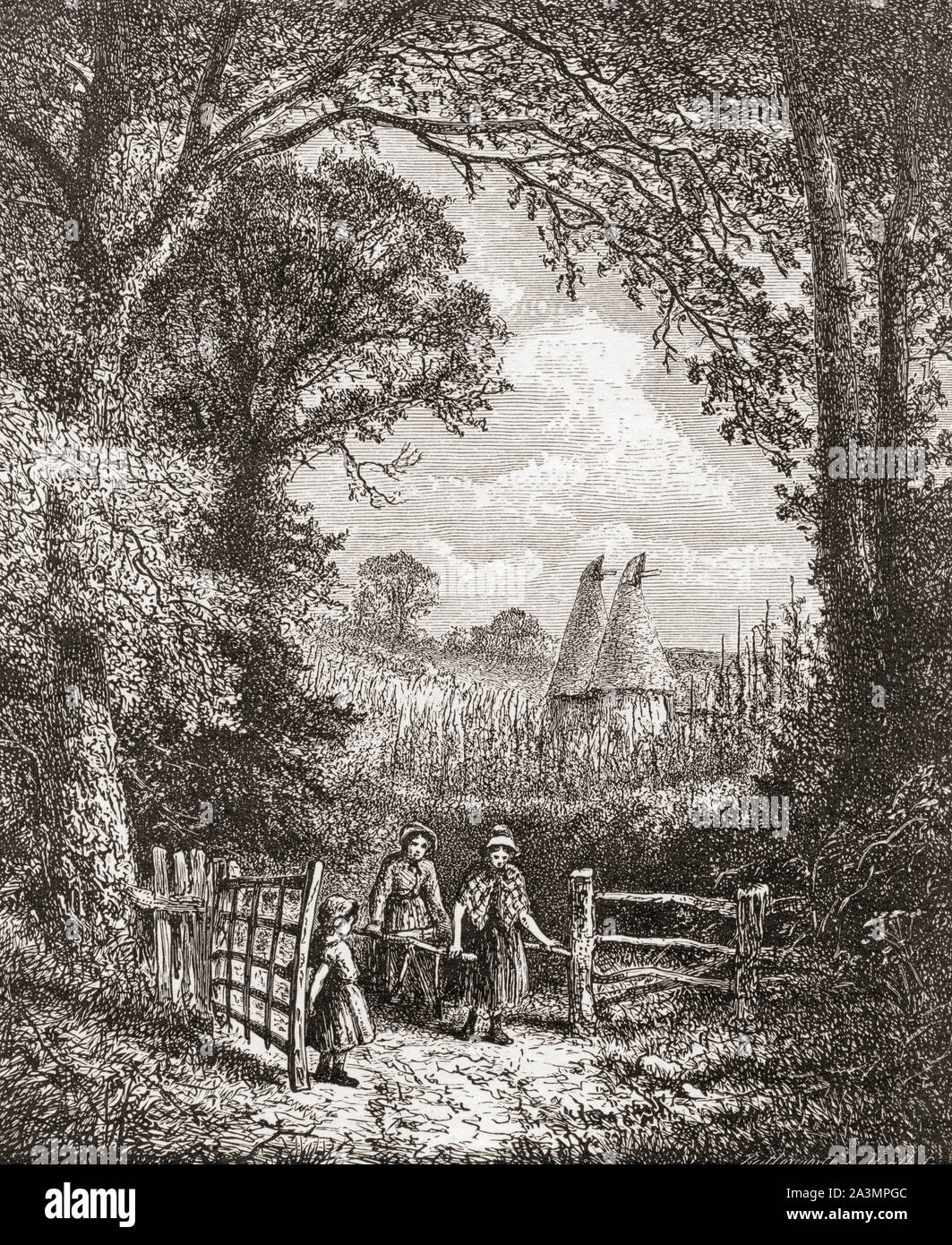 An English hop garden in the 19th century.  Hops are used as a bittering, flavouring, and stability agent in beer.  From English Pictures, published 1890. Stock Photo
