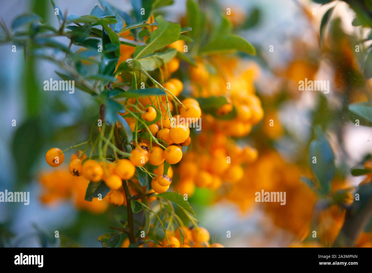Yellow berries on a Pyracantha or Firethorn bush. Stock Photo