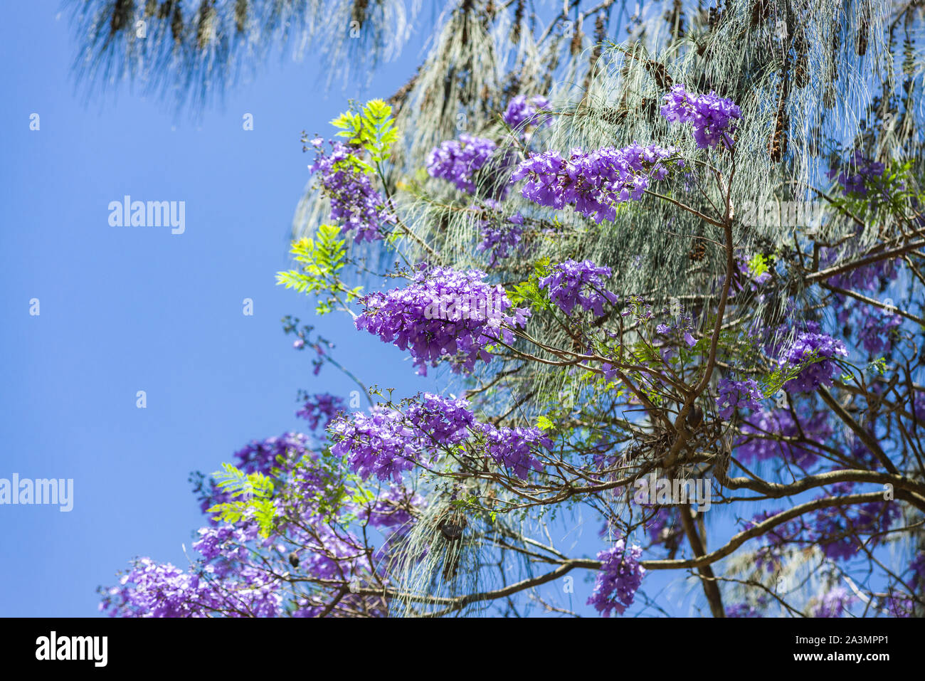 A blue Jacaranda tree (Jacaranda mimosifolia) in flower with indigo flowers on display against a blue sky, Kenya Stock Photo