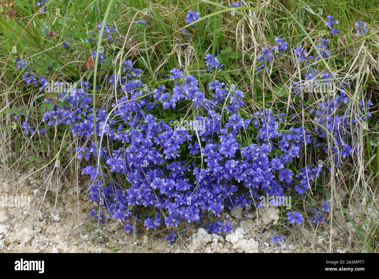 Milkwort (Polygala vulgaris) flowering bright blue beside a chalk downland path in early summer, Berkshire, May Stock Photo