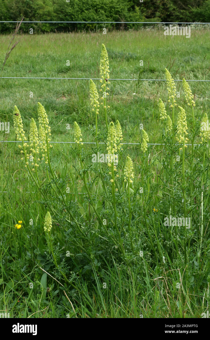 Wild or yellow mignonette (Reseda lutea) flowering plant in front of an electric sheep fence on chalk downland, May Stock Photo