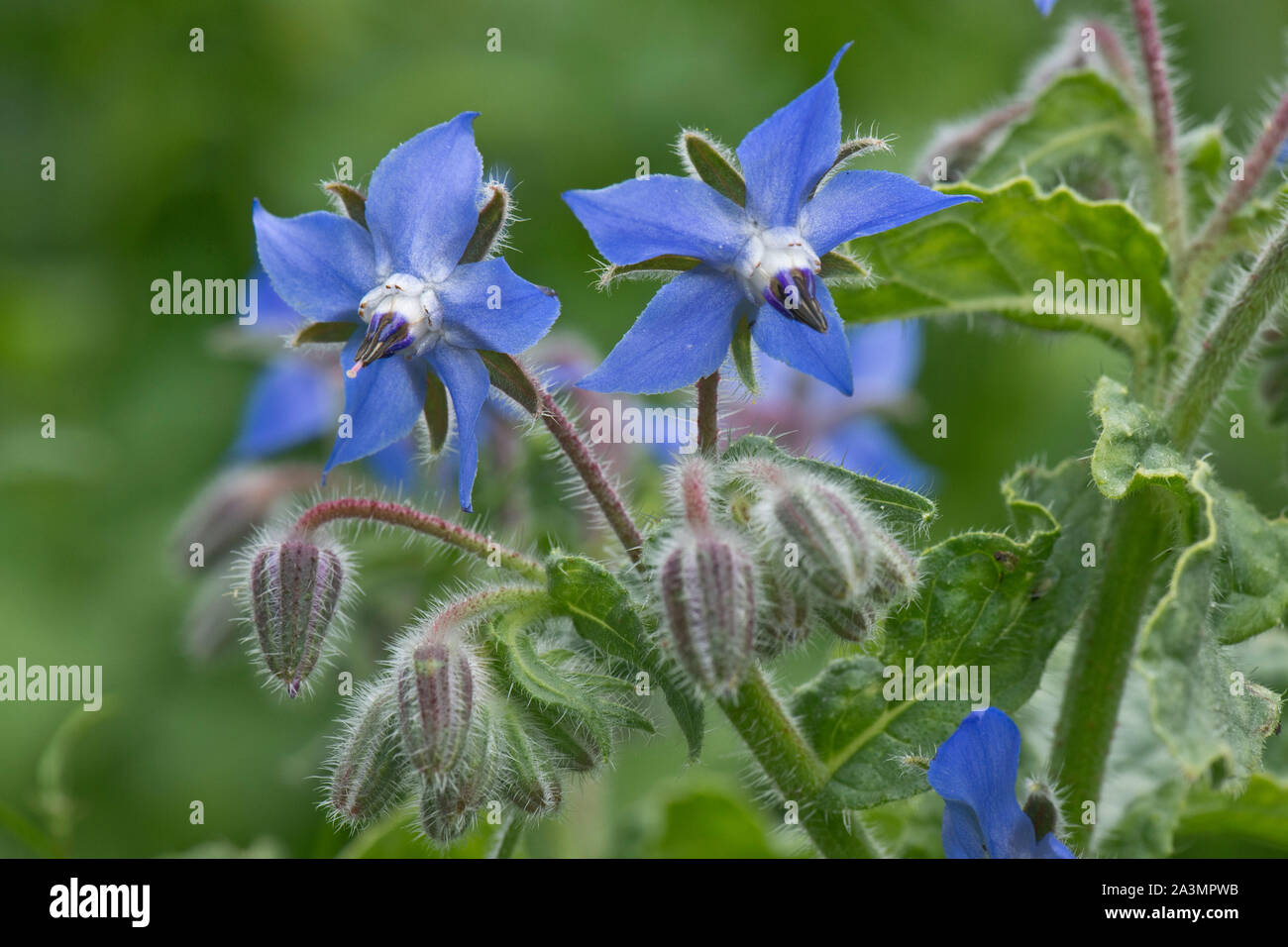 Borage or starflower (Borago officinalis) blue flowers of this bristly annual herb attractive to bees and other invertebrates, July Stock Photo