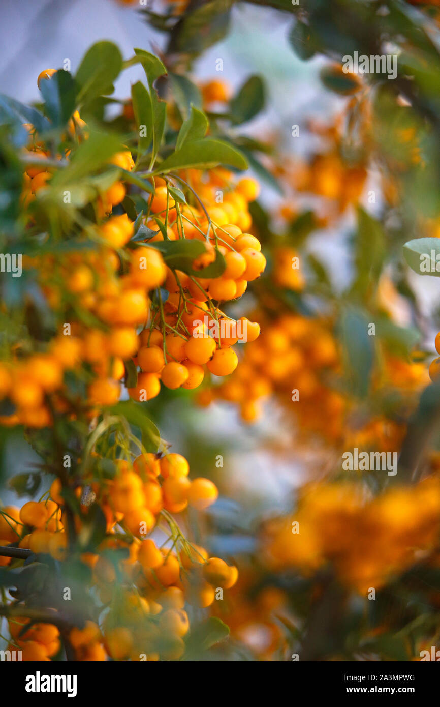 Yellow berries on a Pyracantha or Firethorn bush. Stock Photo