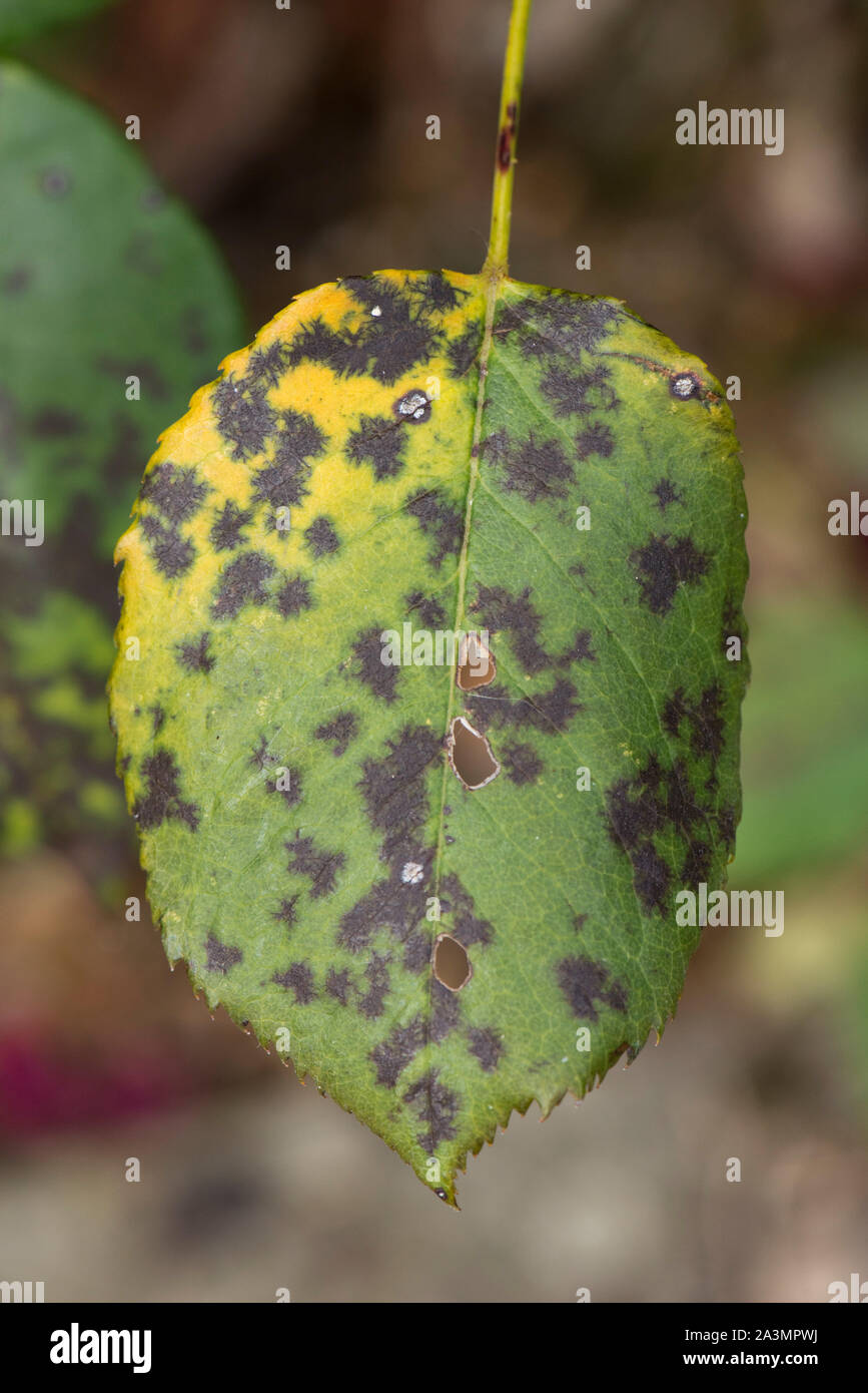 Black spot disease (Diplocarpon rosae) dark lesions on the upper surface of rose leaves in a wet summer, Berkshire, August Stock Photo