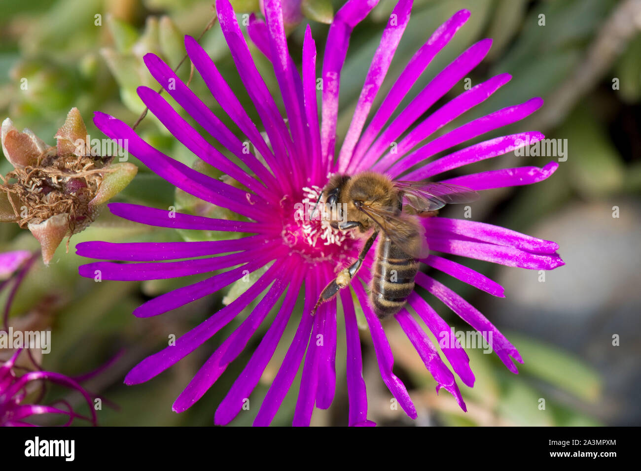 A honey bee (Apis mellifera) foraging on the mauve pink flower of an ice plant Mesembryanthemum crystallinum Stock Photo