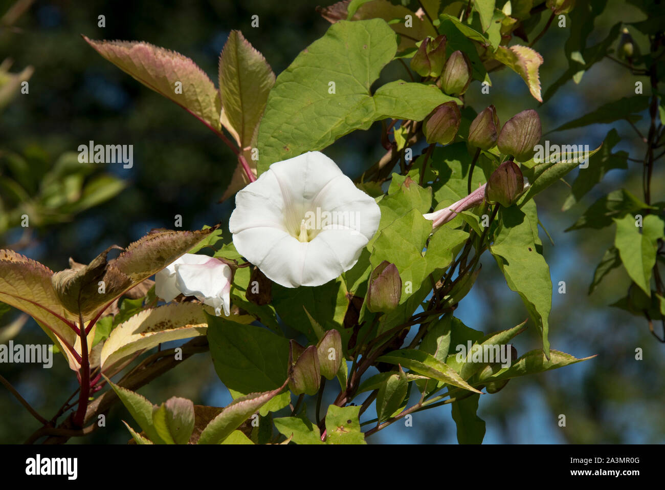 Hedge bindweed or granny-pop-out-of-bed (Calystegia sepium) white flowers, leaves and calyx of this garden weed, September Stock Photo