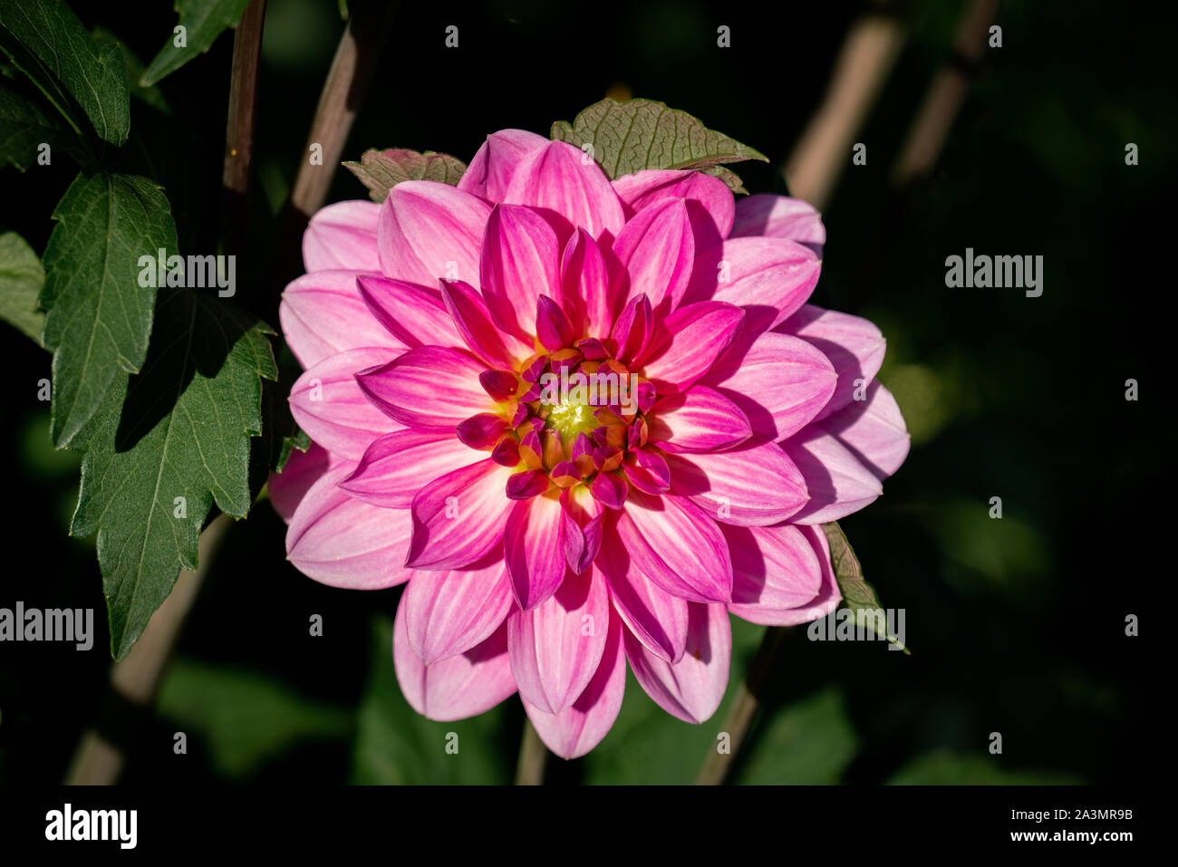 Detailed close up of a beautiful purple and pink Onesta dahlia flower blooming in bright sunshine Stock Photo