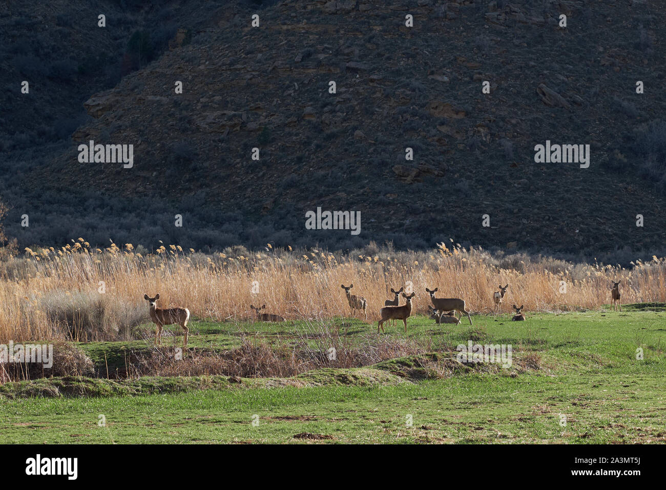 Deer and grass in Nine Mile Canyon, Utah, USA Stock Photo Alamy