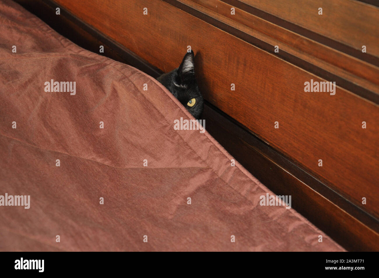 Hiding under bed covers hires stock photography and images Alamy