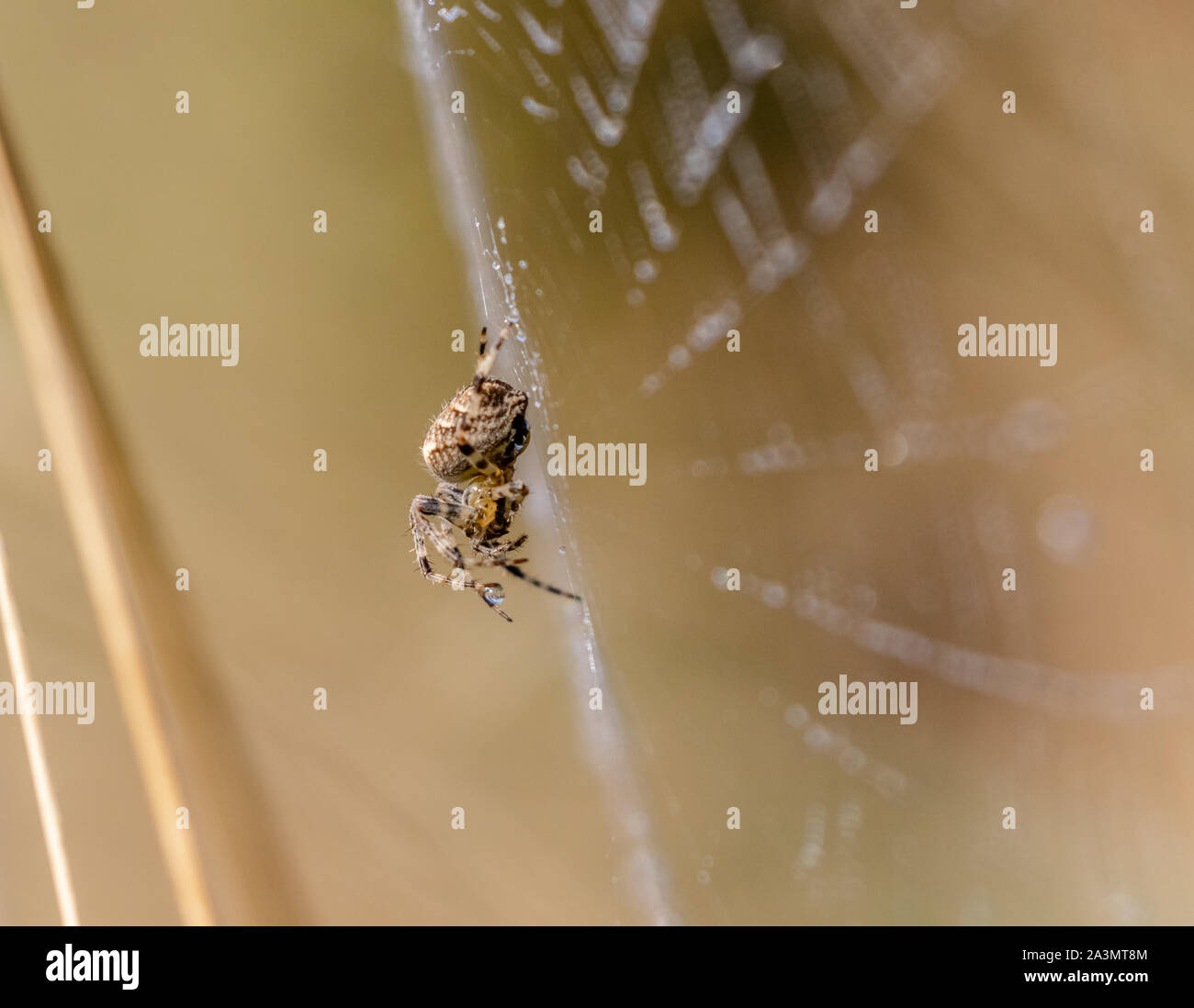 A  European Garden Spider spinning a web. Stock Photo