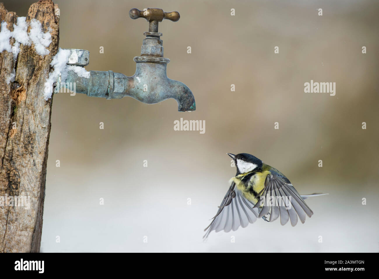 Great tit - Parus major in flight under old garden tap in winter. Stock Photo