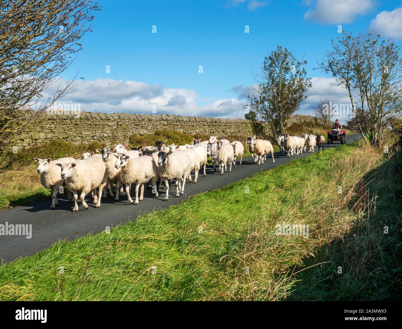 Sheep being driven along Wath Lanenear Pateley Bridge in Nidderdale North Yorkshire England Stock Photo
