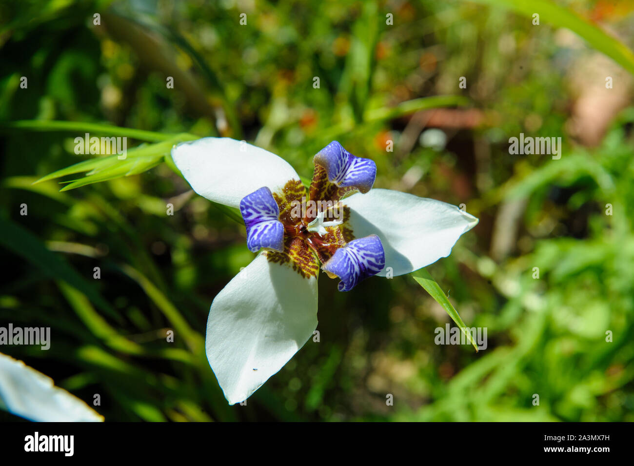 Flower of the Walking Iris (Neomarica gracilis), aka Brazilian Walking Iris, Apostle plant, 12 Apostle plant, Stock Photo