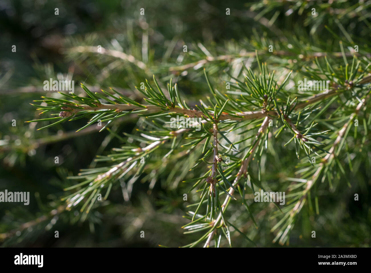 Twigs of a Cedar of Lebanon Tree (Cedrus libani), subspecies stenocoma, in a garden Stock Photo