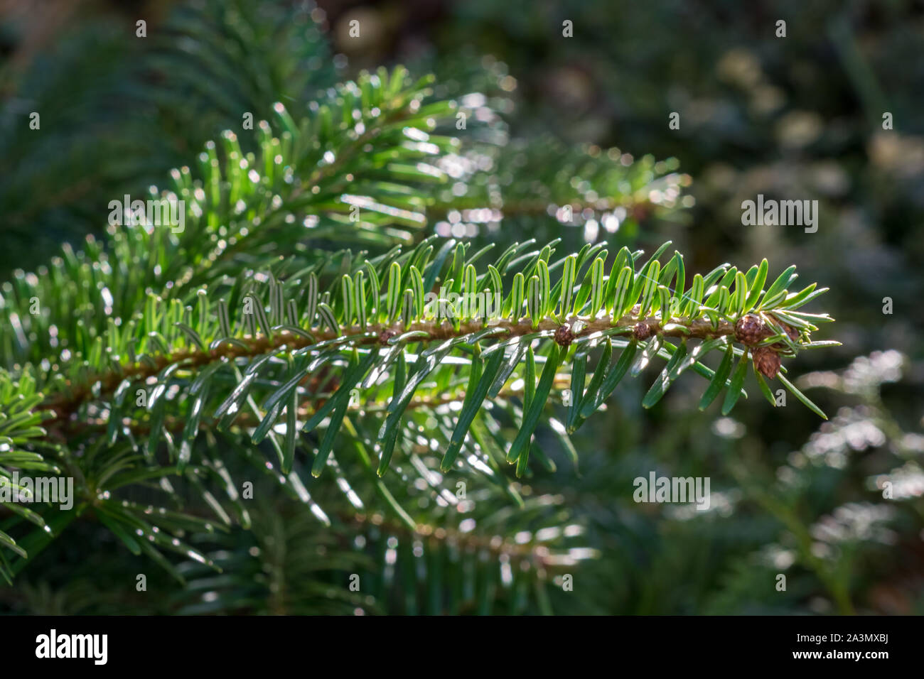 Tip of branch of coniferous tree Nordmann fir or Caucasian fir, Abies nordmanniana. Soft needles, used as Christmas tree. Stock Photo