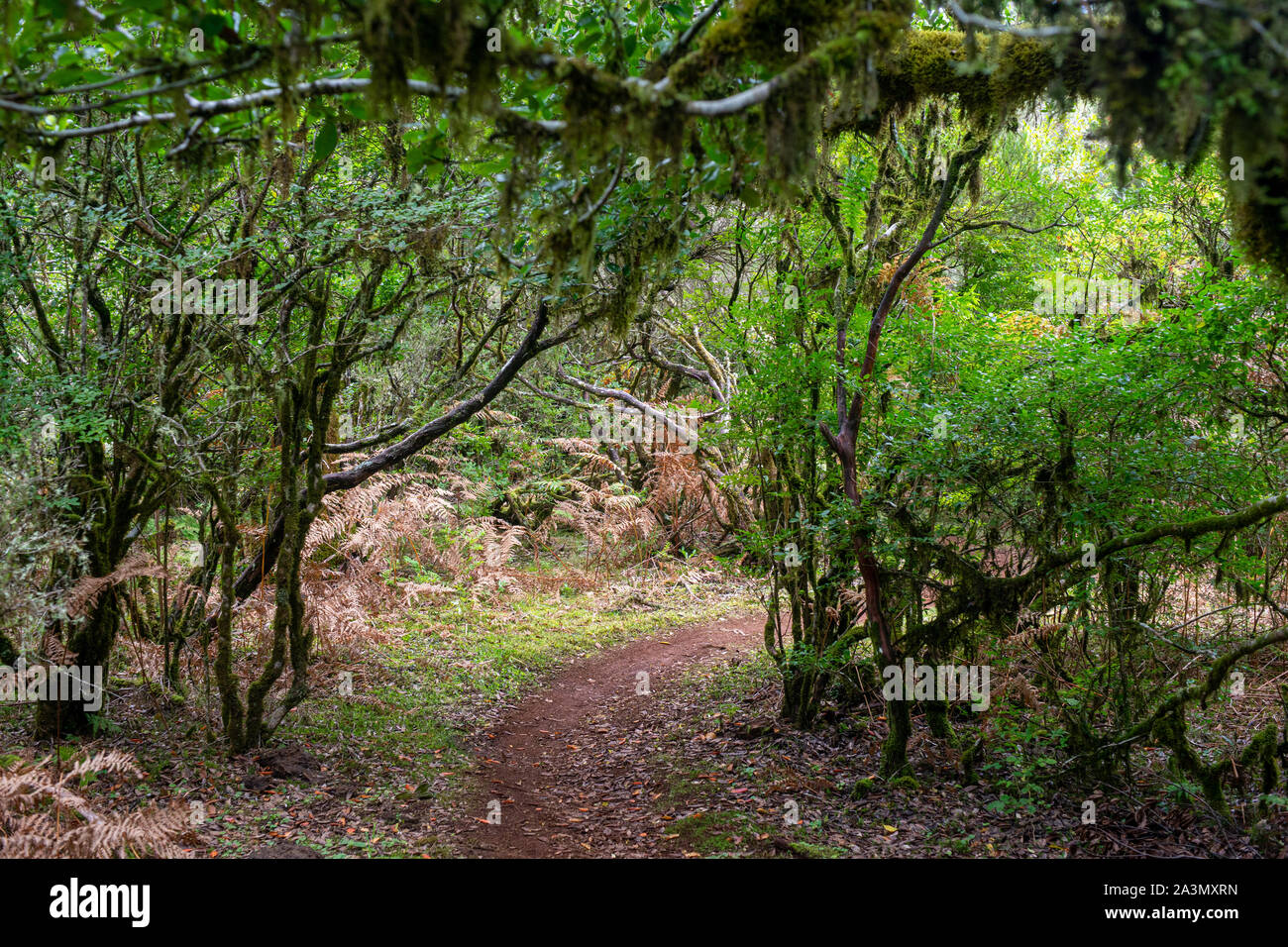Laurissilva jurassic forest Madeira Island Portugal in the fall Stock Photo