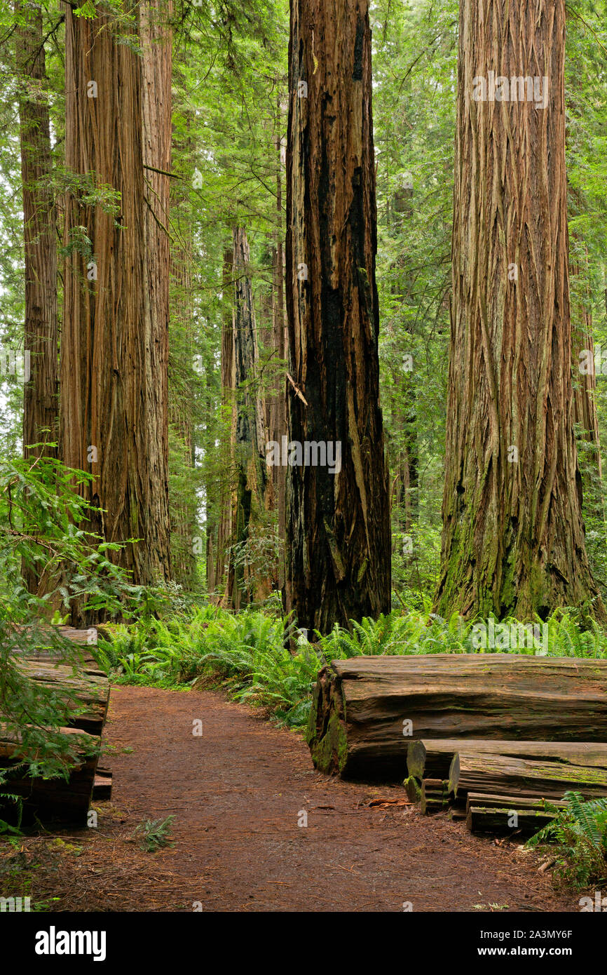CA03627-00...CALIFORNIA - Loop trail through the redwood trees through Stout Grove in the Jedediah Smith Redwoods State Park. Stock Photo