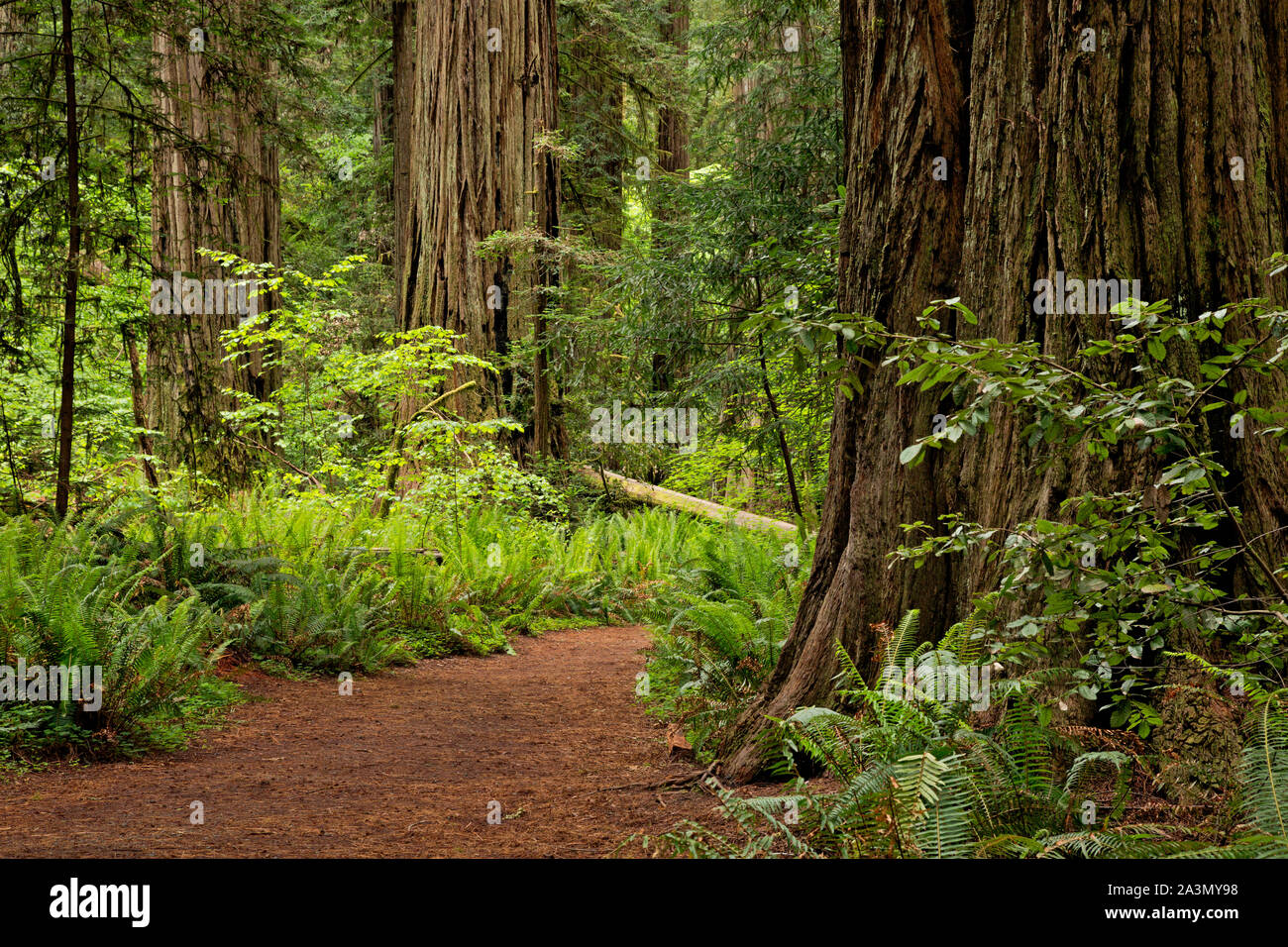 CA03629-00...CALIFORNIA - Loop trail through the redwood trees through Stout Grove in the Jedediah Smith Redwoods State Park. Stock Photo