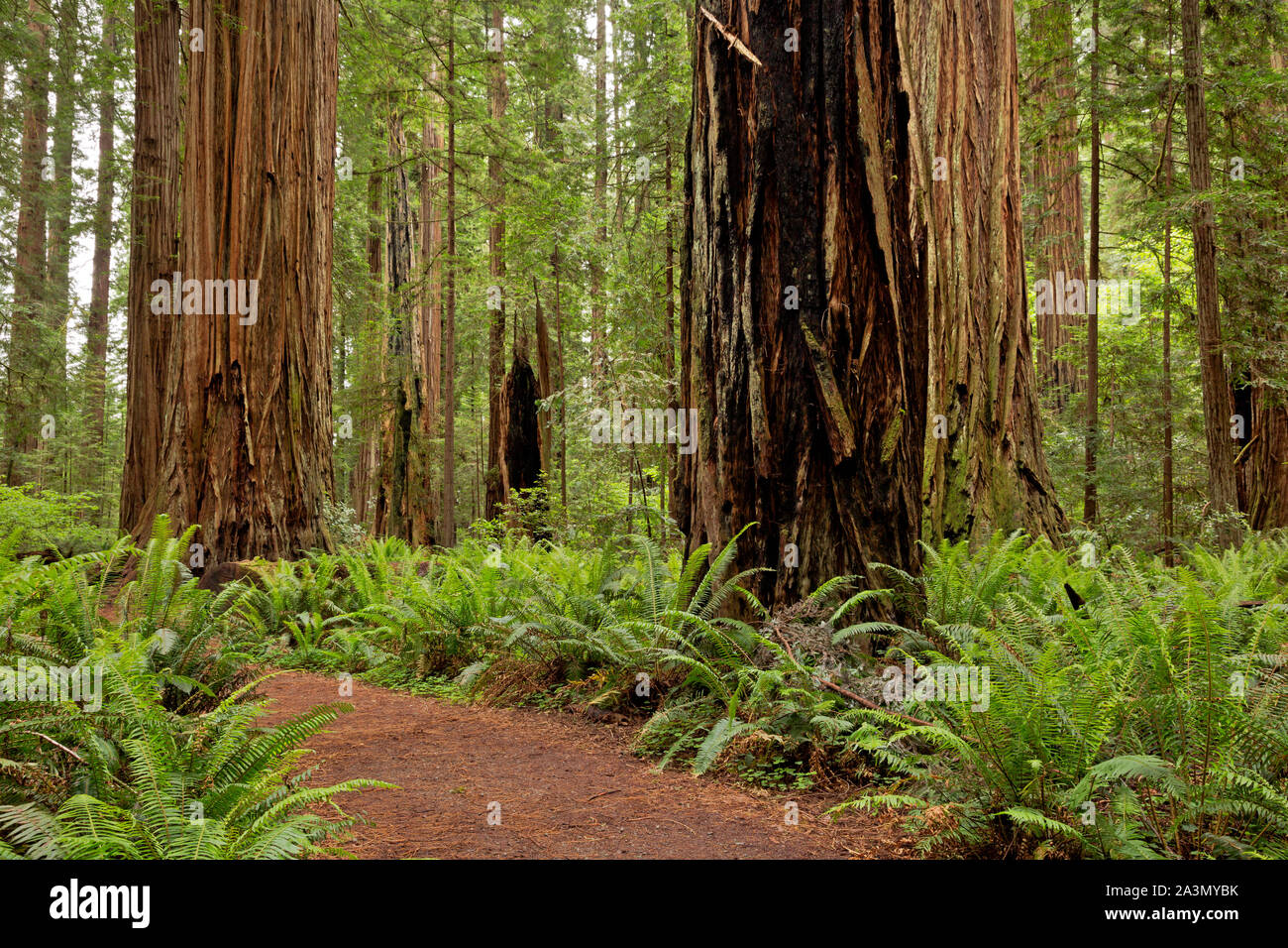 CA03630-00...CALIFORNIA - Loop trail through the redwood trees through Stout Grove in the Jedediah Smith Redwoods State Park. Stock Photo
