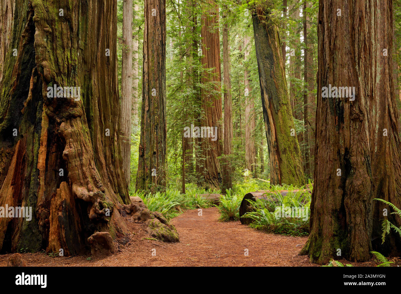 CA03632-00...CALIFORNIA - Loop trail through the redwood trees through Stout Grove in the Jedediah Smith Redwoods State Park. Stock Photo